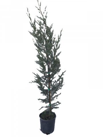 Купресокипарис Leylandii 80-100см 3 л - Иглолистни храсти и дървета