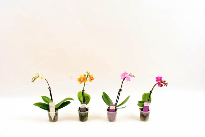 Фаленопсис 'Little Lady' ф6, 18-25см, 1 стебло, 6+ цвята, микс - Орхидеи