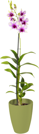 Дендорбиум Ема микс Ф:12см - Орхидеи