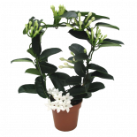 Стефанотис Fleur Parfum ф12см, H45см