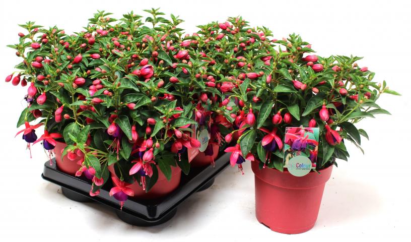 Градински цветя микс ф15см - Цъфтящи