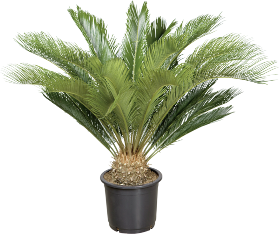 Цикас Ф14 - Средиземноморски растения