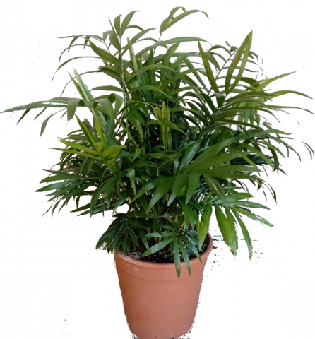 Хамедорея елеганс - Средиземноморски растения