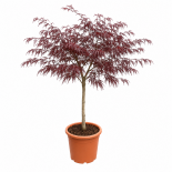 Ацер  Palmatum 10 л