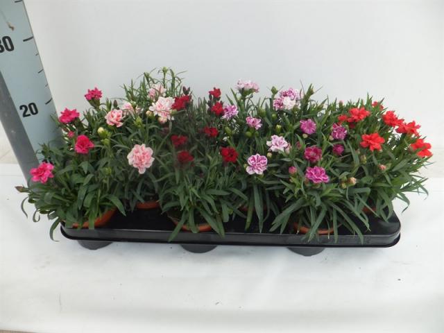 Диантус микс ф10.5см - Пролетни балконски цветя