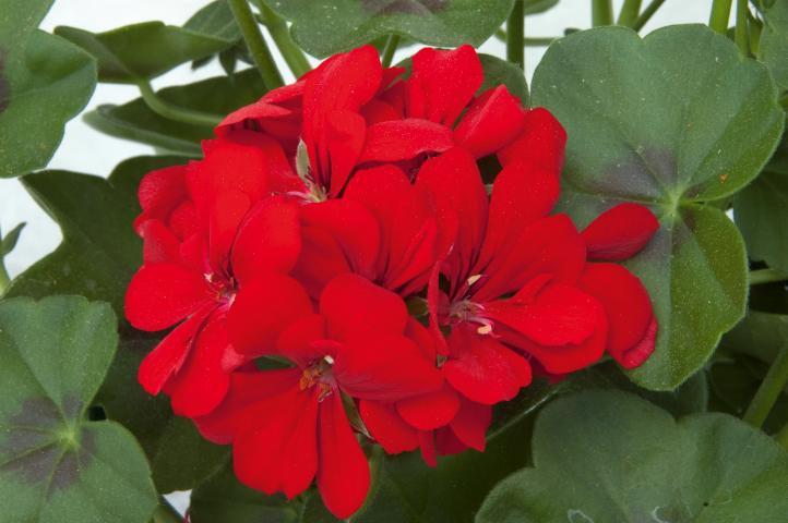 Pelargonium_p_Scarlet - Пролетни балконски цветя