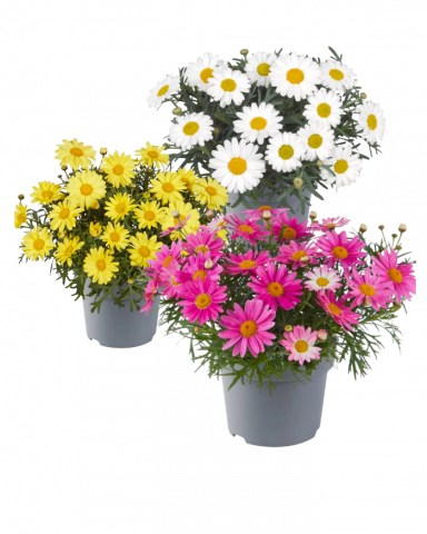 Аргирантемум 1 л - Листопадни храсти и дървета