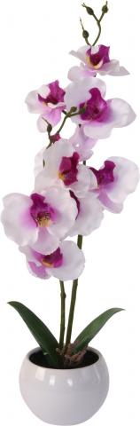 Орхидея в керамична саксия, снимка 2 - Цветя в саксия