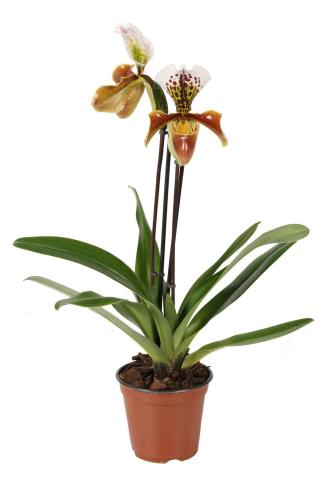 Пафиопедилум микс Ф12 см, снимка 2 - Орхидеи
