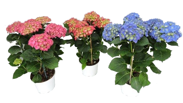 Хортензия ф21см - Пролетни балконски цветя