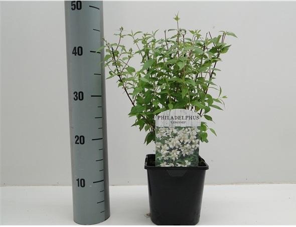 Филаделфус ф17 см - Листопадни храсти и дървета