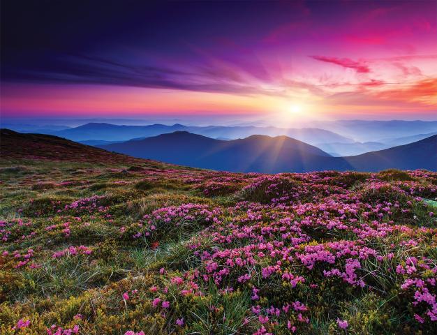 Картина Beautiful Fields 60x80 см - Картини и рамки