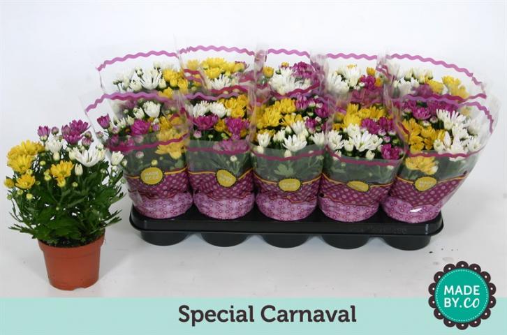 Хризантеми Carnaval микс цв. ф12см/ Н20-25 см, снимка 2 - Есенни балконски