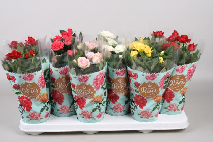 Роза микс ф10.5см, Н25-30 см, снимка 8 - Цъфтящи