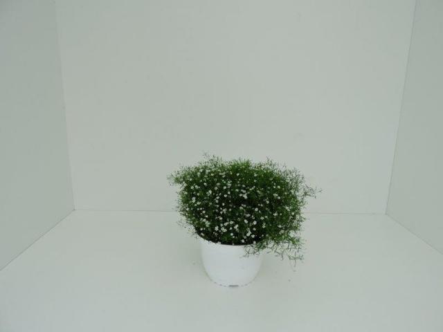 Гипсофила ф17см., снимка 3 - Многогодишни перенни растения