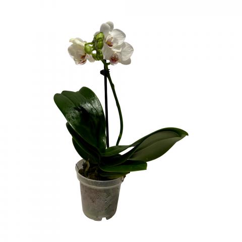 Орхидея Фаленопсис микс ф9, Н25-45, 6+, снимка 4 - Орхидеи