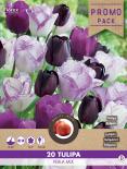 Луковици Лале 'Perla Mix' 20 бр.