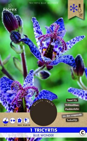 Луковици PURE Трициртис Blue Wonder, 1бр - Специалитети