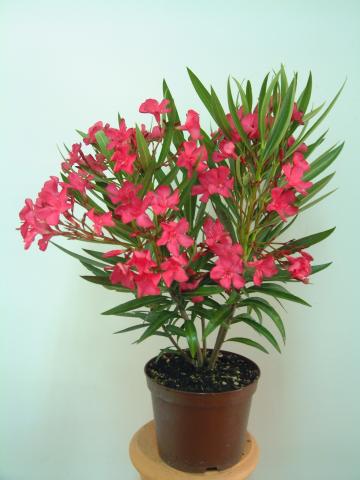 Олеандър Нериум ф18, Н:60-70 см - Средиземноморски растения