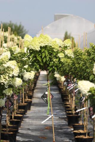 Хортензия на присадка, снимка 2 - Други външни растения