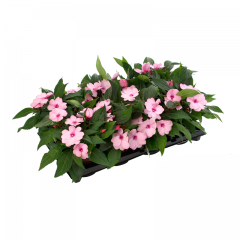 Импатиенс Нова гвинея 1л - Пролетни балконски цветя