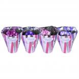 Сейнтполия Creme la Creme