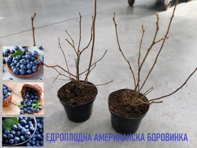 Едроплодна американска боровинка С1.5 - Овошки и плодни храсти