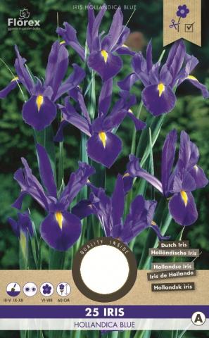 Луковици PURE Ирис Hollandica blue, 25бр - Специалитети