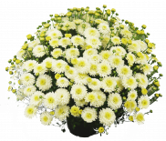 Хризантема ф15см, корона 25 см