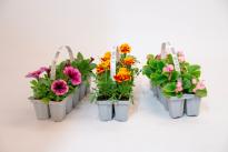 Разсад за цветя 10 броя