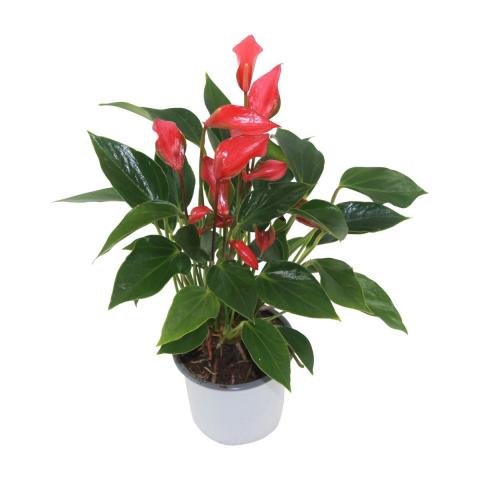 Антуриум Flamingo Petit ф9/H30-35см - Цъфтящи