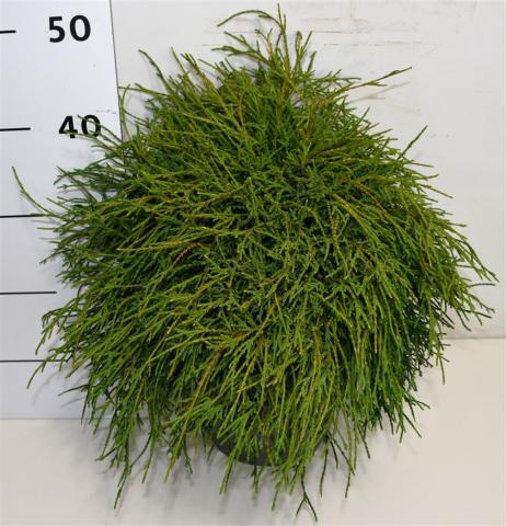 Лъжекипарис Filifera Nana 5 л H40-50 см - Иглолистни храсти и дървета