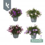 Кампанула Addenda ф10.5, H22см