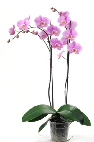 Орхидея Фаленопсис ф12/ Н: 40-50 см, снимка 5 - Орхидеи