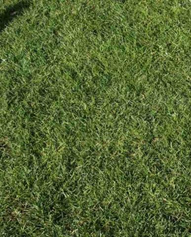 Професионална тревна смеска 1кг Сомбра, снимка 2 - Специални тревни смески