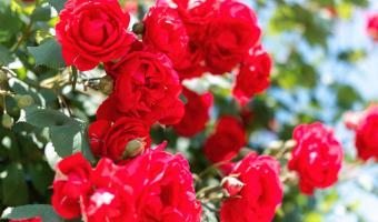 Как и кога се засаждат рози – идеи за красива градина