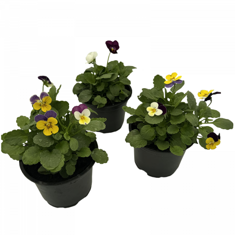 Теменужка трикси Ф10.5см, снимка 2 - Пролетни балконски цветя