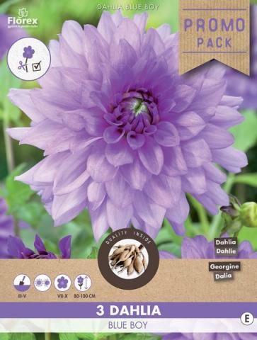 Луковици Promo Далия Blue Boy 3бр. - Далии