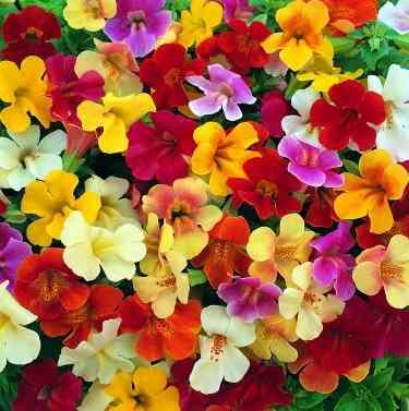 Мимулус - Пролетни балконски цветя