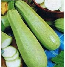 Тиквичка-зелено-бяла - Зеленчуци и подправки
