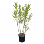 Нериум Oleander 9 л