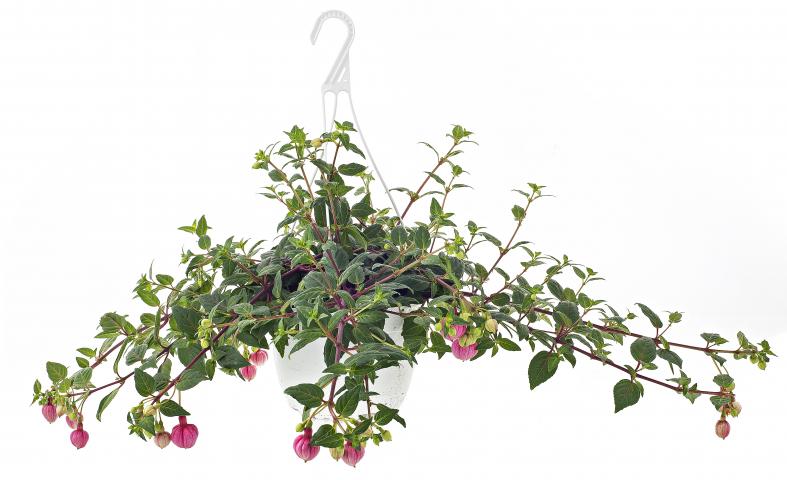 Фуксия в кошница ф19см - Пролетни балконски цветя