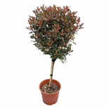 Фотиния на присадка 1/4