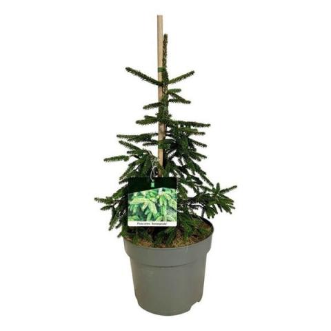 Пицеа Aureospicata Ф26см, H70см - Иглолистни храсти и дървета