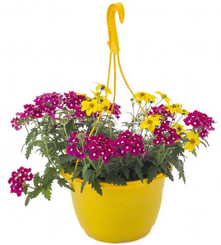 Каскадна Вербена Трикси ф25см, снимка 2 - Пролетни балконски цветя