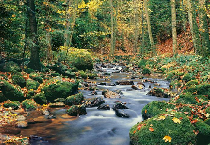 Фототапет Forest  Stream 366х254 см - Фототапети