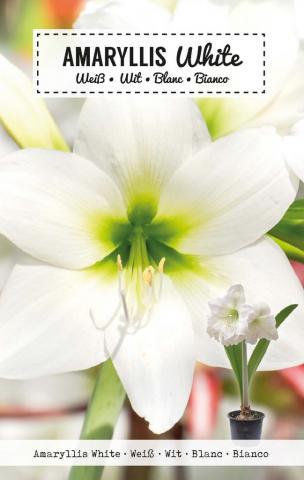 Луковици Амарилис Amaryllis White 1бр. - Специалитети
