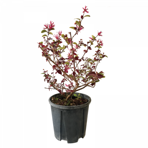 Лоропеталум 3 л - Средиземноморски растения