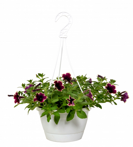 Каскадна петуния в кошница ф19см - Пролетни балконски цветя