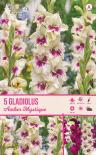 Луковици Let s grow Гладиола Amber Mistique 5бр.